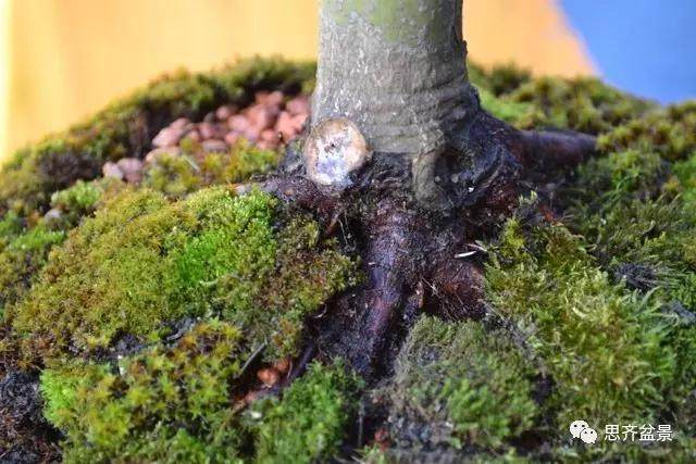图解 怎么给红枫盆景换盆修根的方法