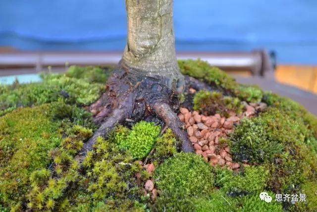 图解 怎么给红枫盆景换盆修根的方法