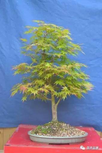 图解 怎么给红枫盆景换盆修根的方法