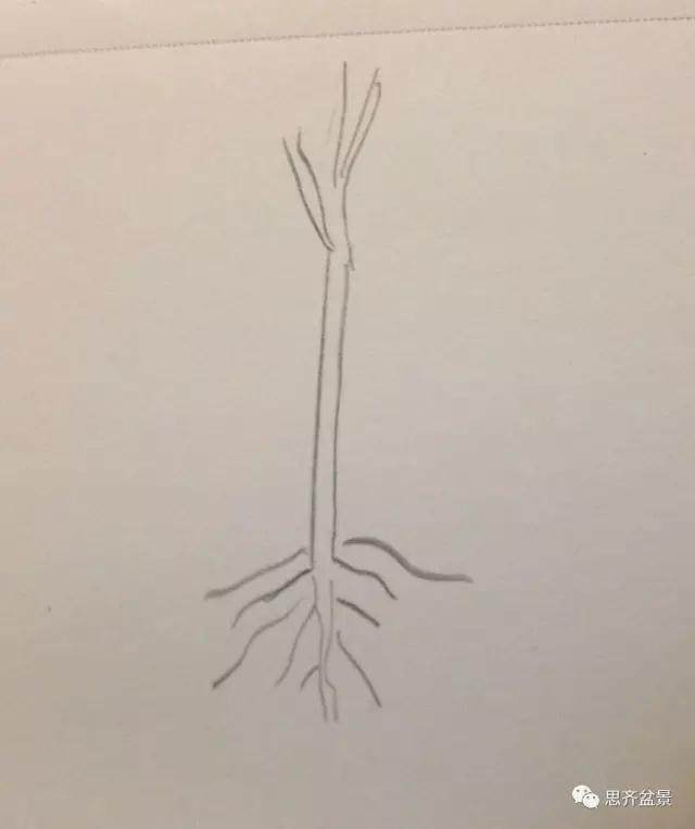 图解 看外国盆友如何培育八方根盘