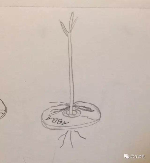 图解 看外国盆友如何培育八方根盘