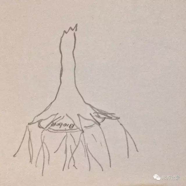 图解 看外国盆友如何培育八方根盘