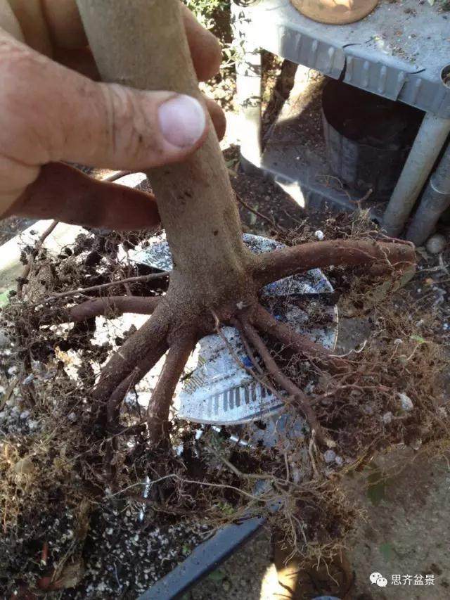 图解 看外国盆友如何培育八方根盘