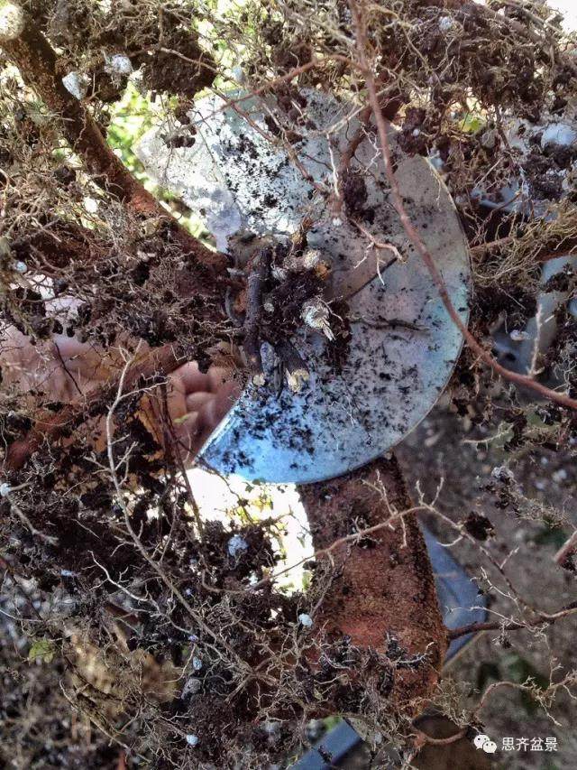 图解 看外国盆友如何培育八方根盘