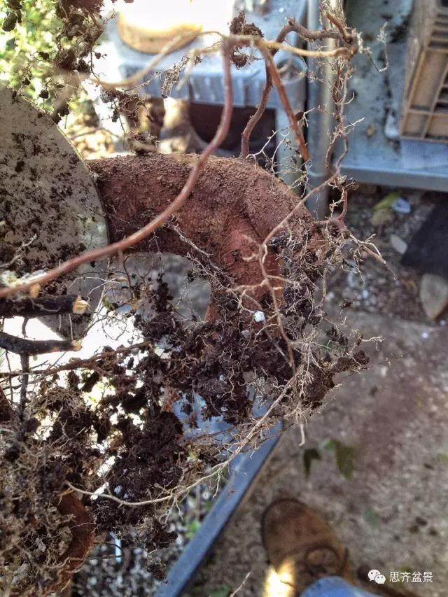 图解 看外国盆友如何培育八方根盘