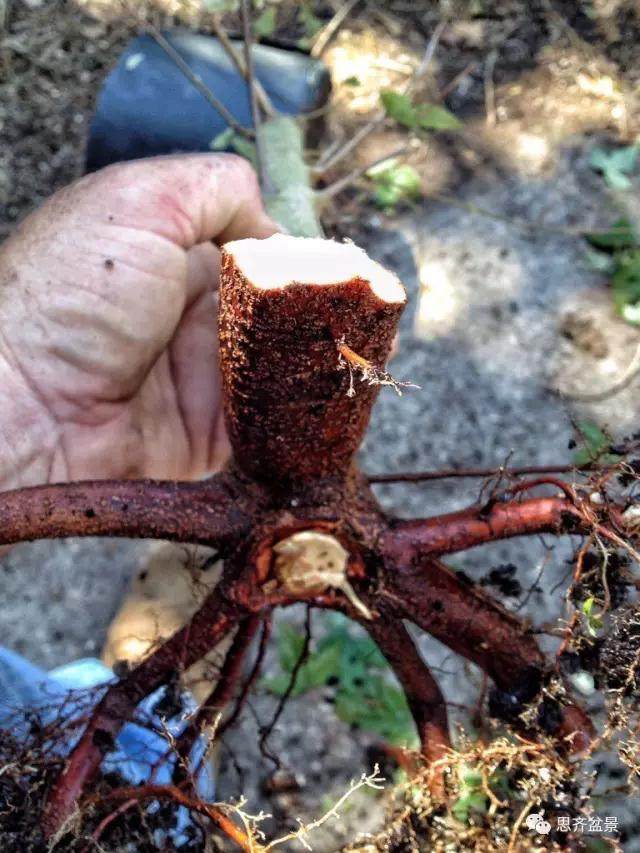 图解 看外国盆友如何培育八方根盘