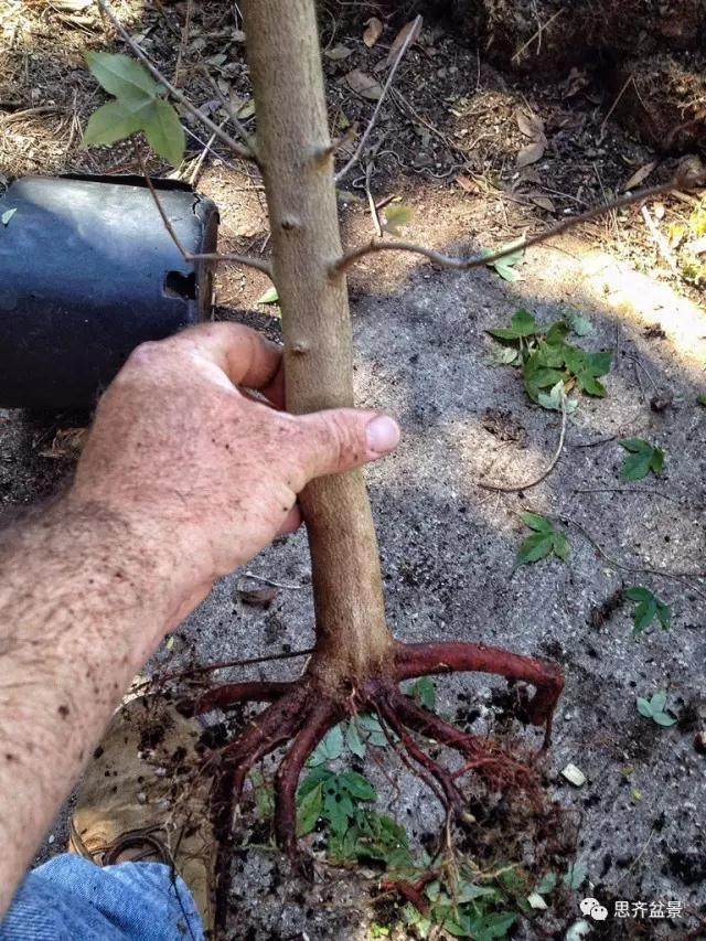 图解 看外国盆友如何培育八方根盘