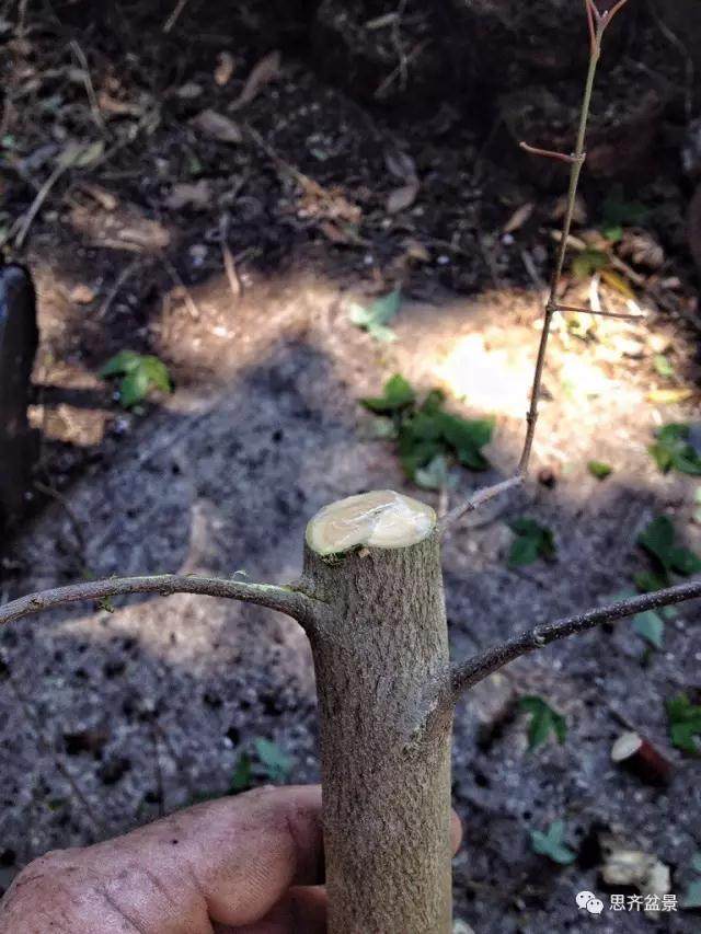 图解 看外国盆友如何培育八方根盘