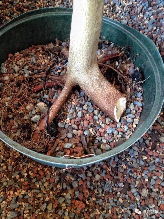 图解 看外国盆友如何培育八方根盘