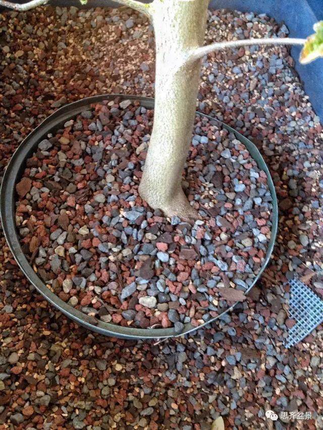 图解 看外国盆友如何培育八方根盘