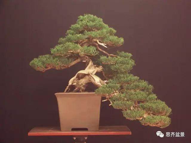 图解 大师怎么制作柏树盆景的舍利骨