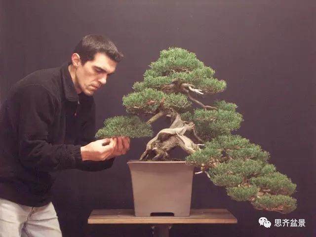 图解 大师怎么制作柏树盆景的舍利骨