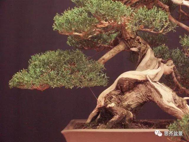 图解 大师怎么制作柏树盆景的舍利骨