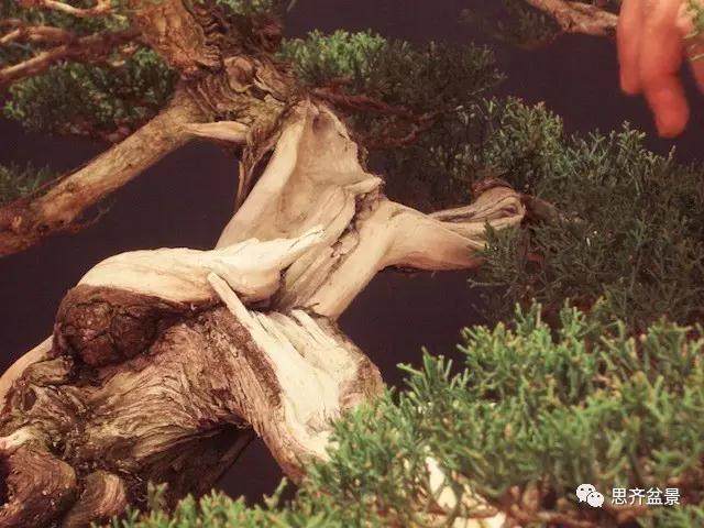 图解 大师怎么制作柏树盆景的舍利骨