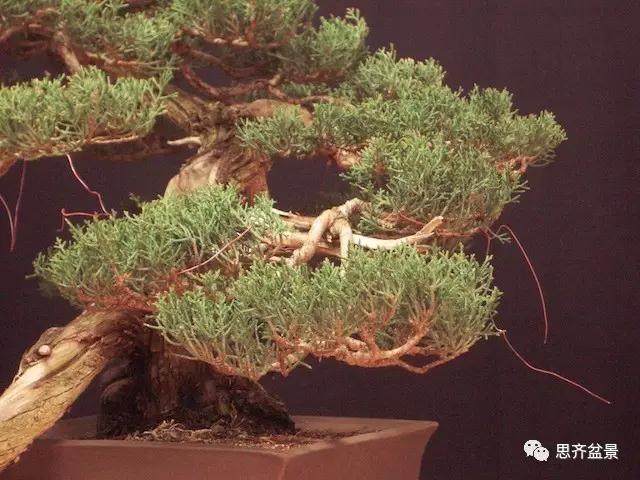 图解 大师怎么制作柏树盆景的舍利骨
