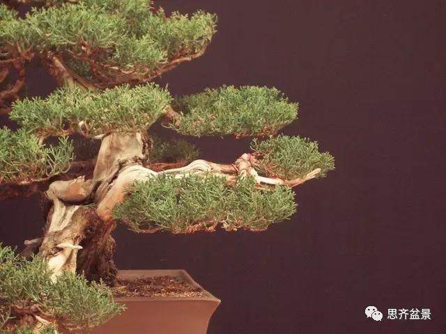 图解 大师怎么制作柏树盆景的舍利骨