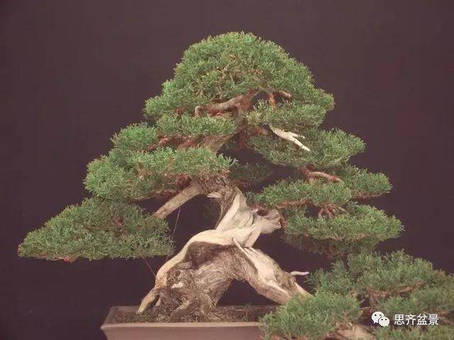 图解 大师怎么制作柏树盆景的舍利骨