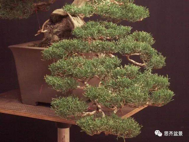 图解 大师怎么制作柏树盆景的舍利骨