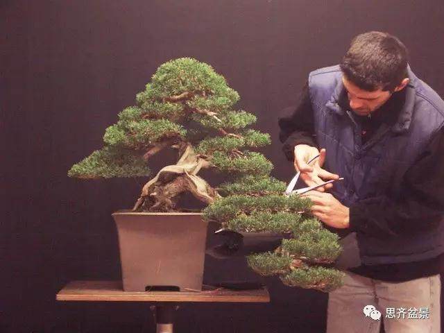 图解 大师怎么制作柏树盆景的舍利骨