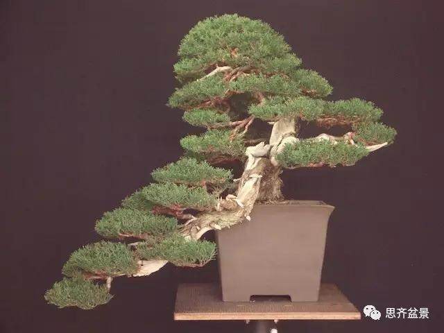 图解 大师怎么制作柏树盆景的舍利骨