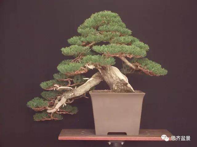 图解 大师怎么制作柏树盆景的舍利骨