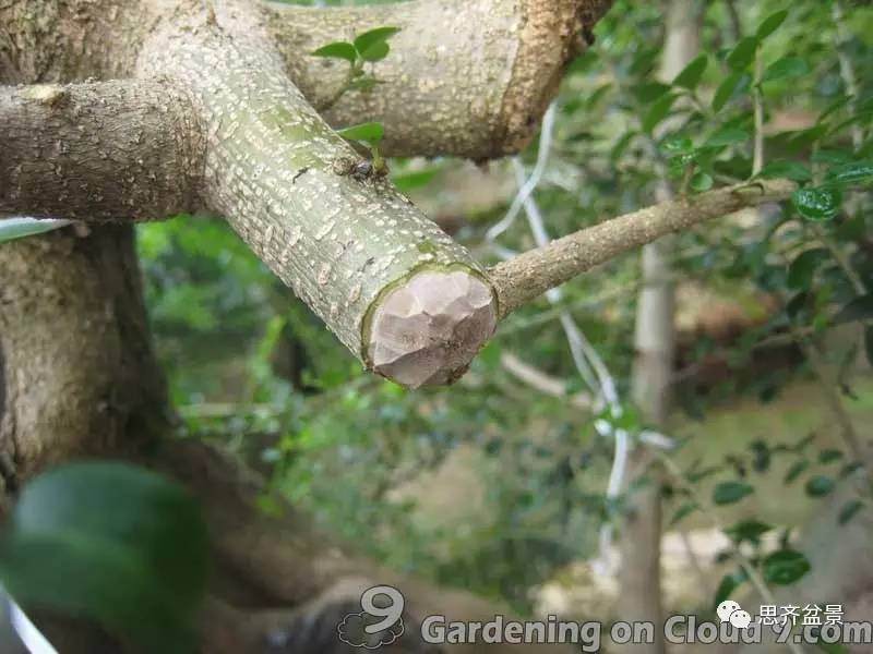 图解 比愈合剂更好的盆景封口方法