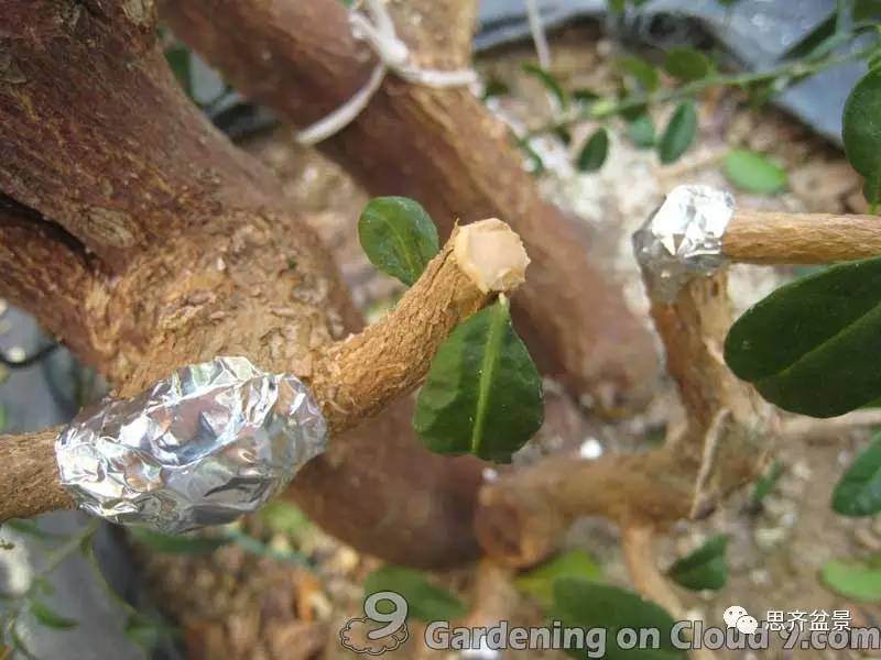 图解 比愈合剂更好的盆景封口方法