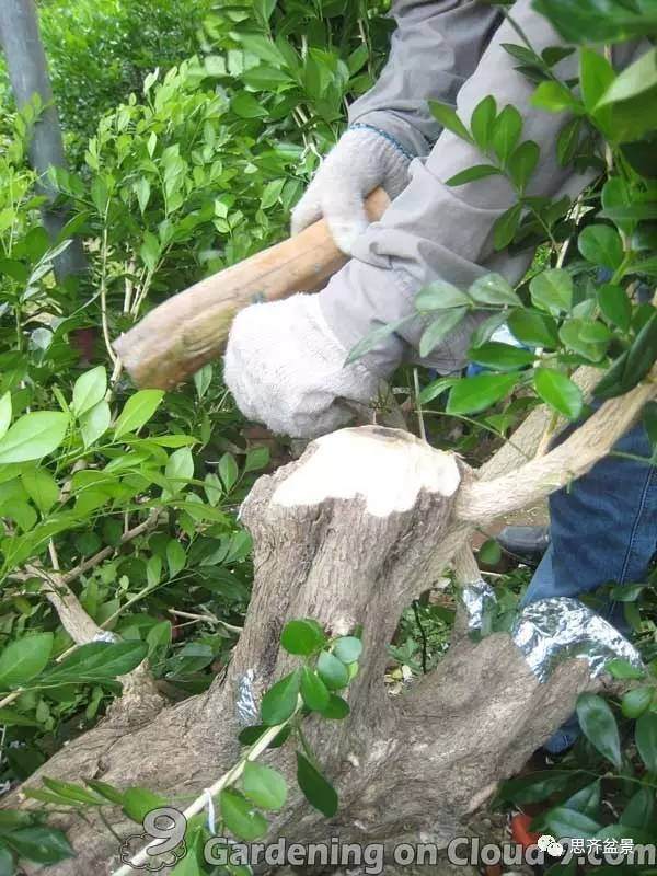 图解 比愈合剂更好的盆景封口方法