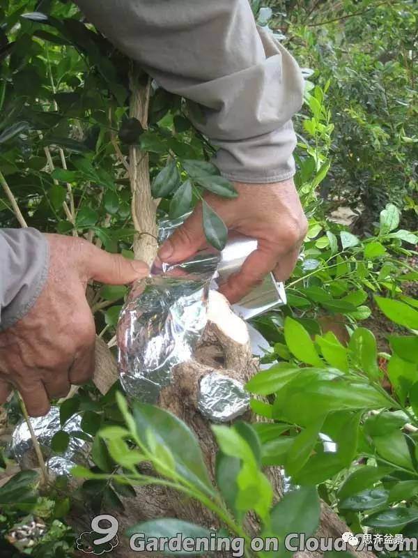 图解 比愈合剂更好的盆景封口方法