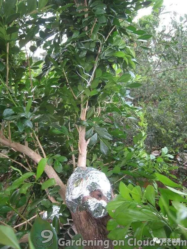 图解 比愈合剂更好的盆景封口方法