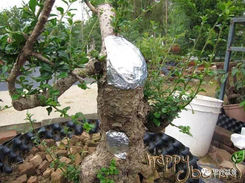 图解 比愈合剂更好的盆景封口方法