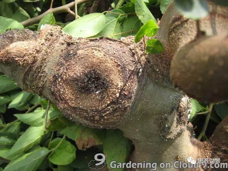 图解 比愈合剂更好的盆景封口方法