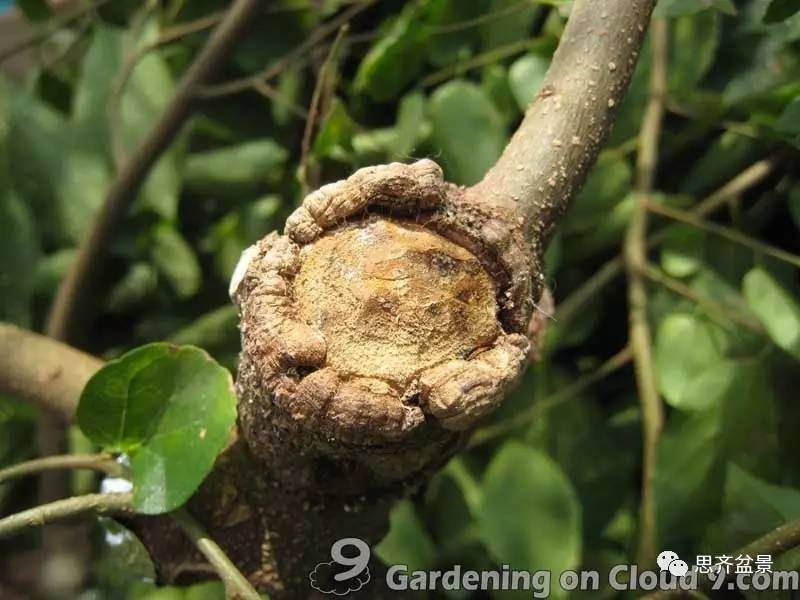 图解 比愈合剂更好的盆景封口方法