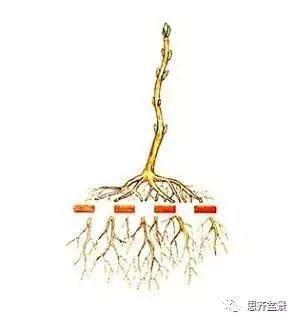 图解 盆景小苗怎么设计成型的过程