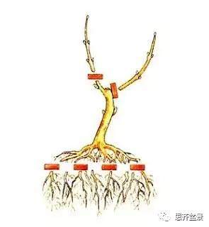 图解 盆景小苗怎么设计成型的过程