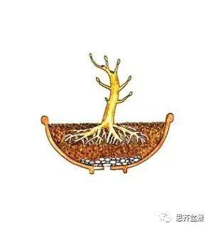 图解 盆景小苗怎么设计成型的过程