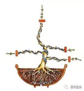 图解 盆景小苗怎么设计成型的过程