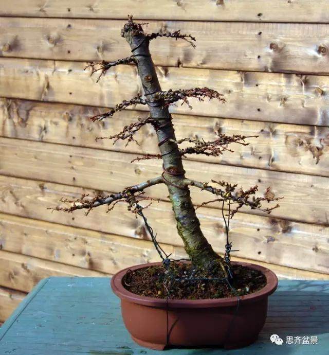 图解 落叶松盆景的5年制作过程