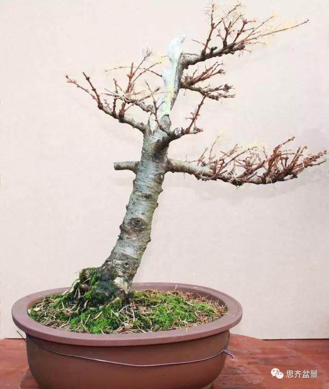 图解 落叶松盆景的5年制作过程