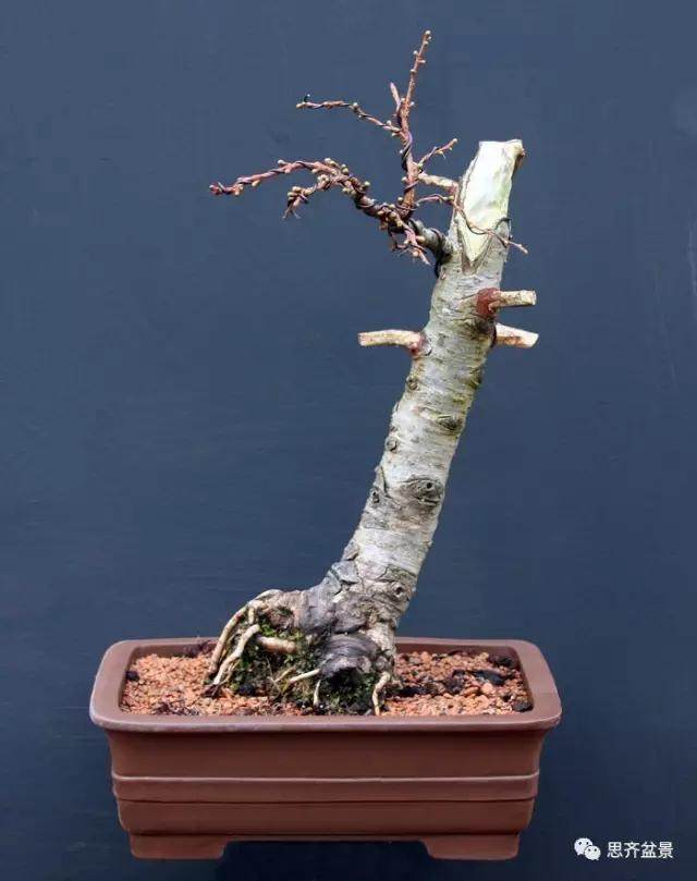 图解 落叶松盆景的5年制作过程