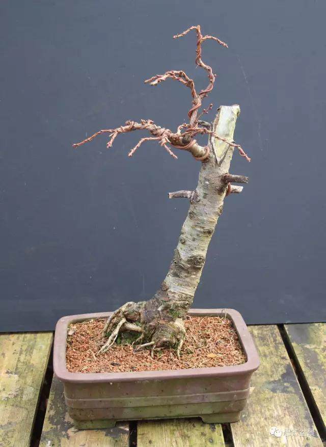 图解 落叶松盆景的5年制作过程