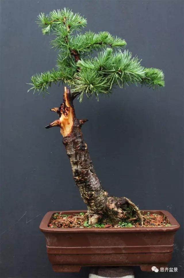 图解 落叶松盆景的5年制作过程