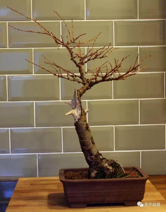 图解 落叶松盆景的5年制作过程