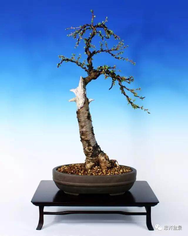 图解 落叶松盆景的5年制作过程