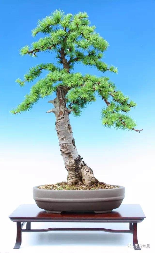 图解 落叶松盆景的5年制作过程