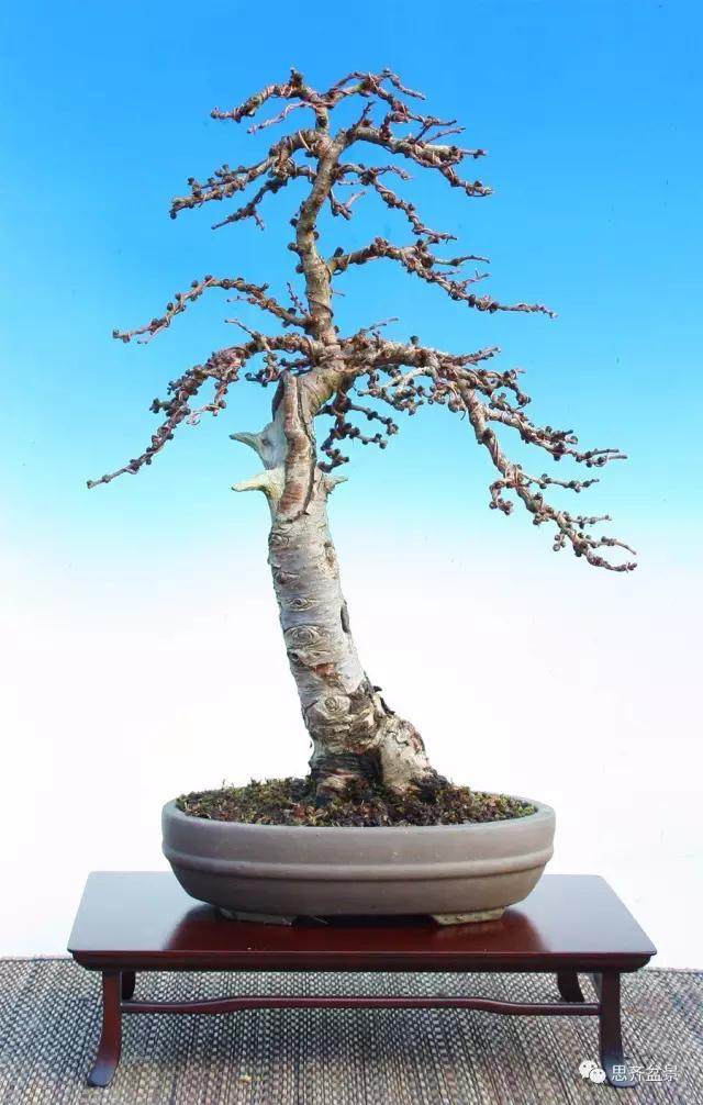 图解 落叶松盆景的5年制作过程