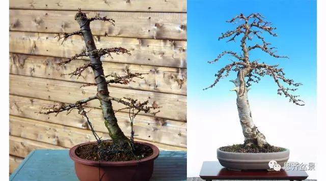 图解 落叶松盆景的5年制作过程