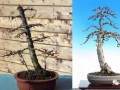 图解 落叶松盆景的5年制作过程