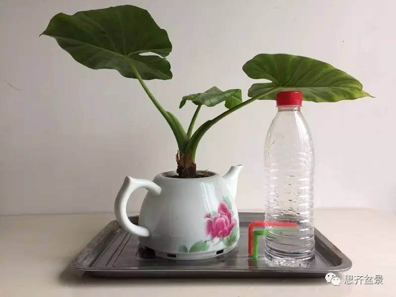 图解 手把手教你自制盆景浇水神器