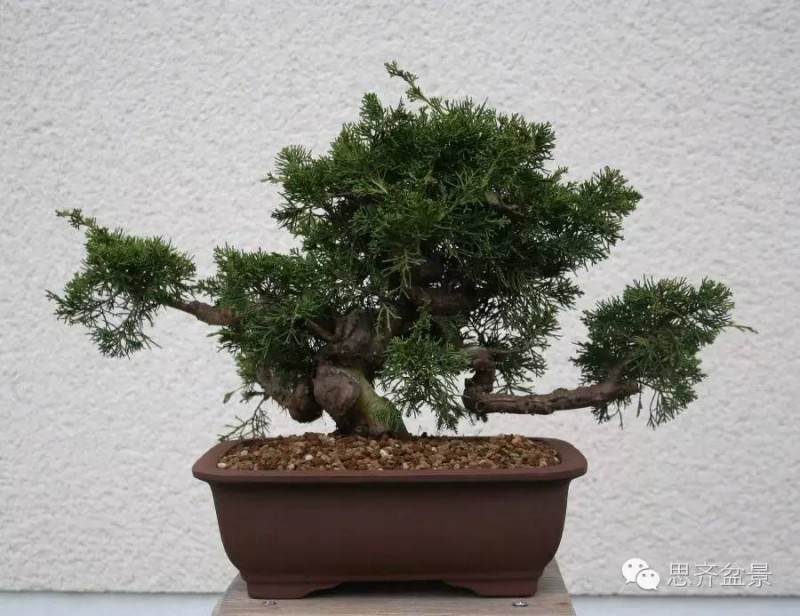 图解 刺柏下山桩怎么制作盆景的方法